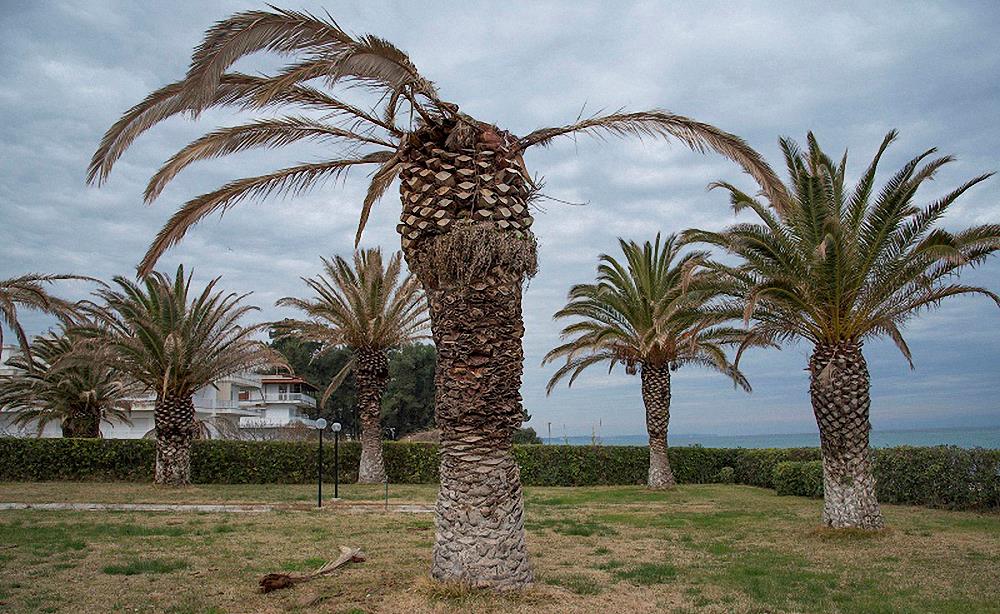Palm trees that have died from the beetle that eats the tree from the inside